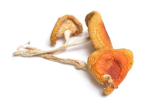 Amanita Muscaria (Fly Agaric) Mushroom