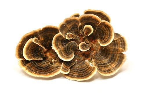 Turkey Tail Mushrooms
