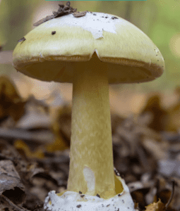 Amanita Citrina