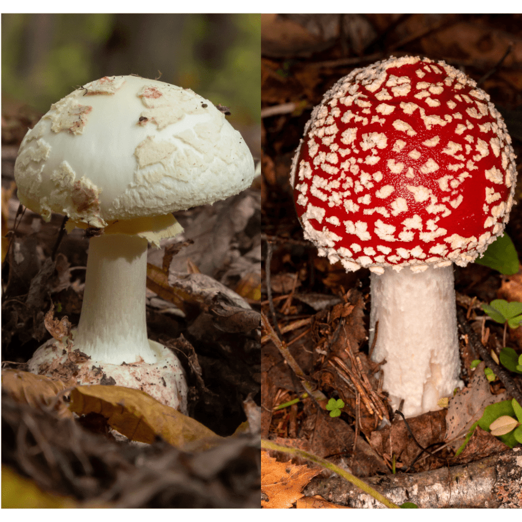 Amanita Citrinia versus Amanita Muscaria