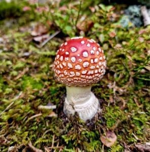 Microdosing Amanita Muscaria
