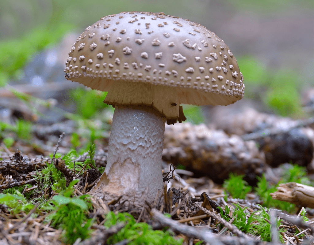 Smaller Amanita Pantherina