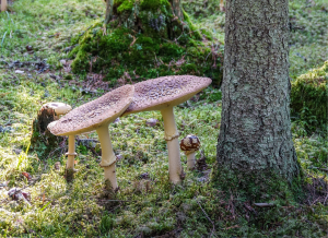 Fully Mature A. Regalis