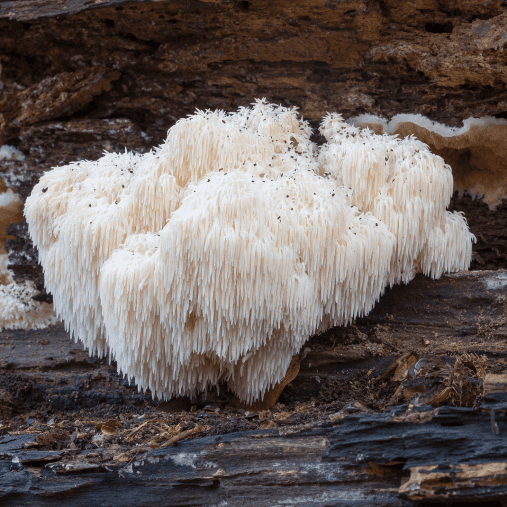 Lion's Mane Mushroom