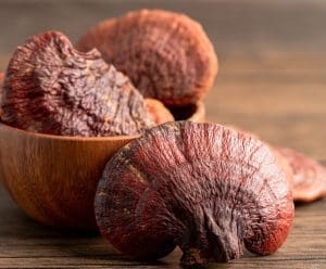 group of reishi mushrooms