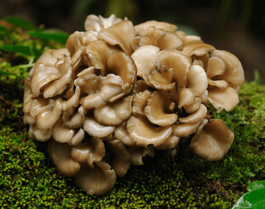 Maitake mushrooms