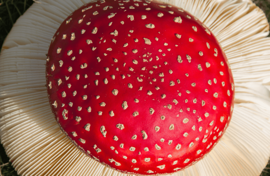 Amanita Muscaria Mushrooms