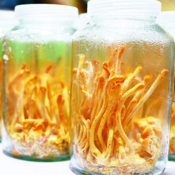 Cordyceps mushrooms in a jar