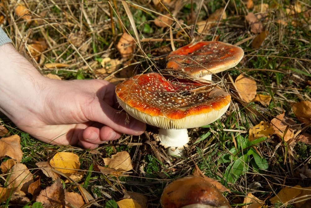 Amanita Muscaria in the wild