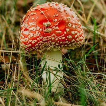 Amanita Muscaria mushroom