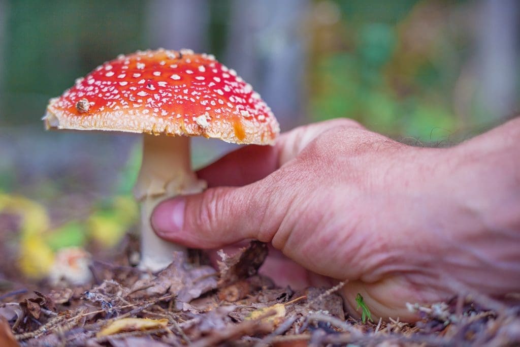 foraging for amanita muscaria