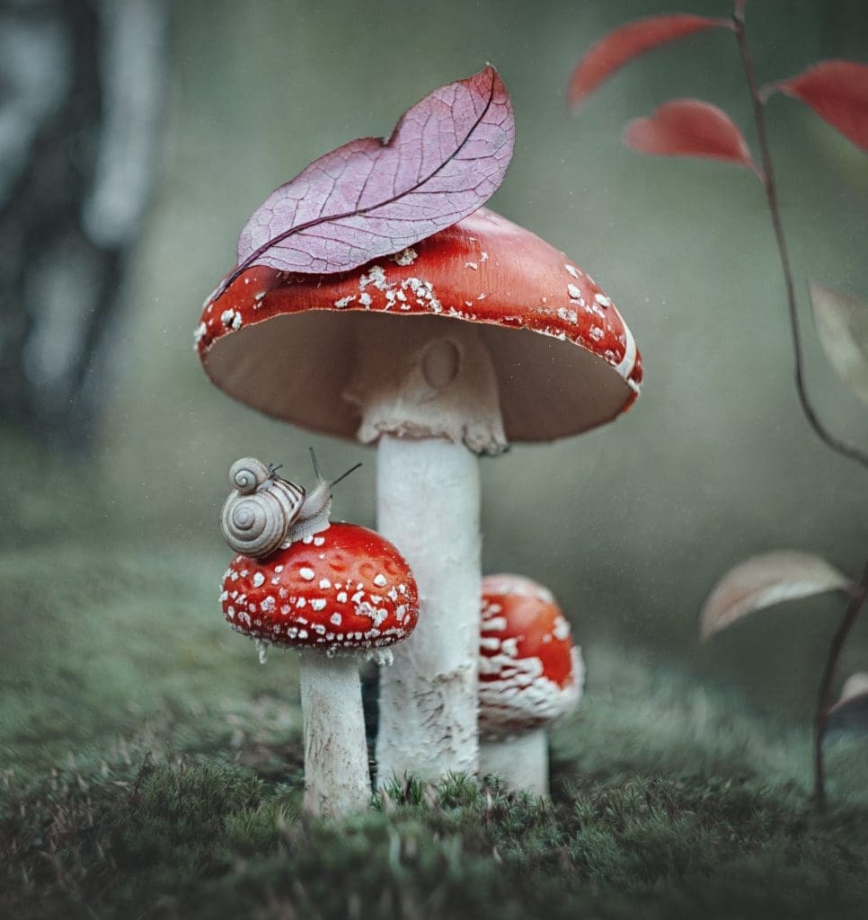 Amanita Muscaria mushroom