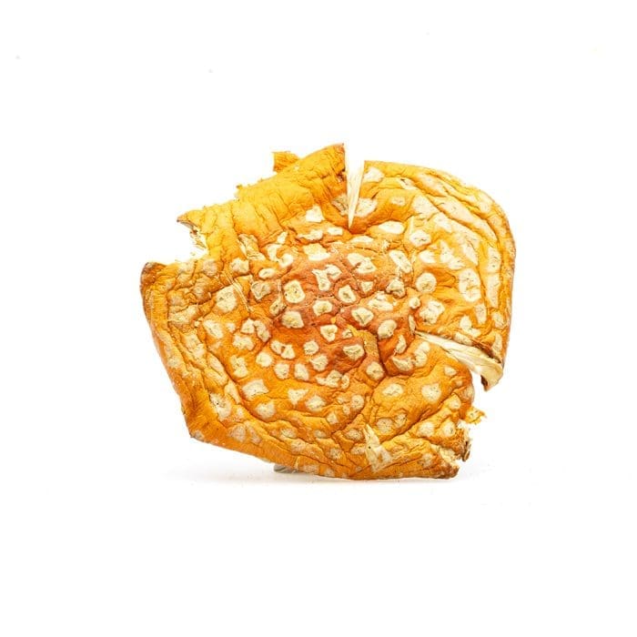 Dreamer Shrooms Amanita Muscaria Dried Mushrooms (20 grams) - cap